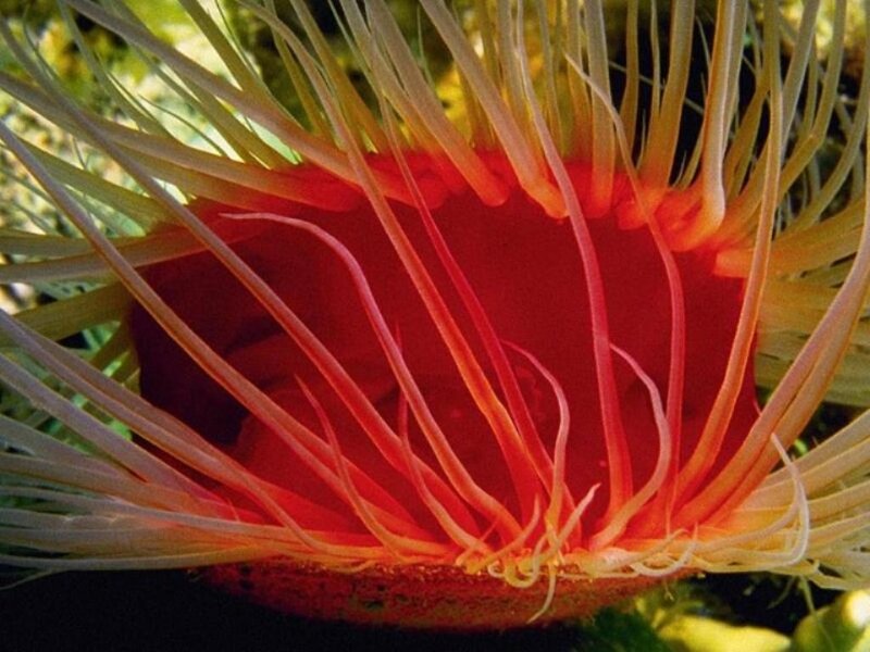Close-up of a sea anemone