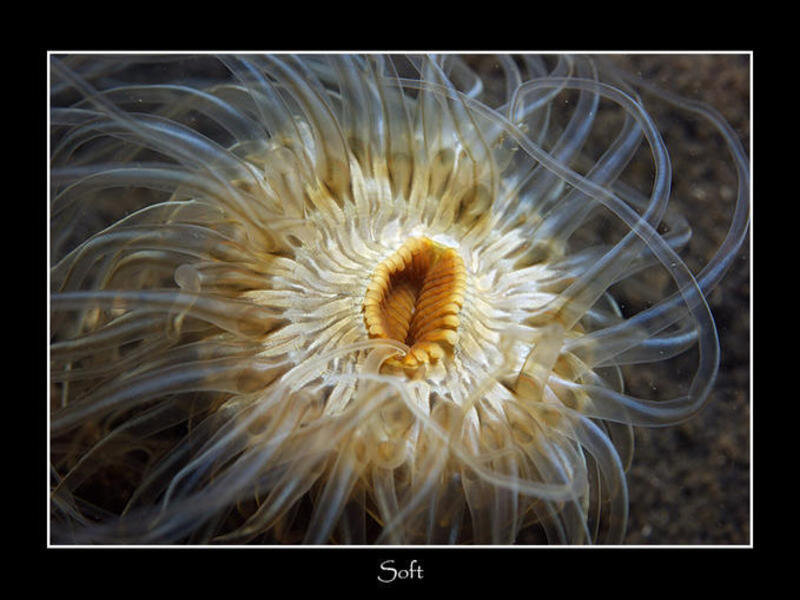 Close-up of a sea anemone