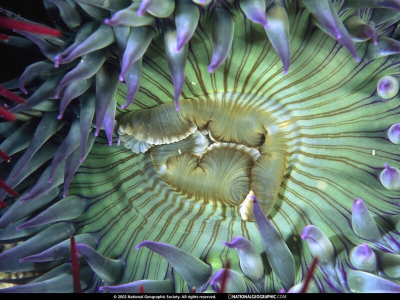 Close-up of a sea anemone