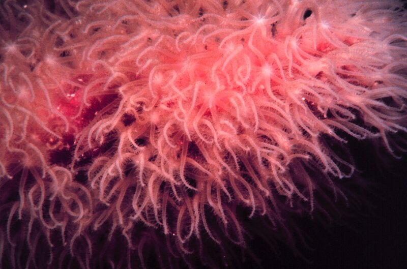close-up of a sea anemone