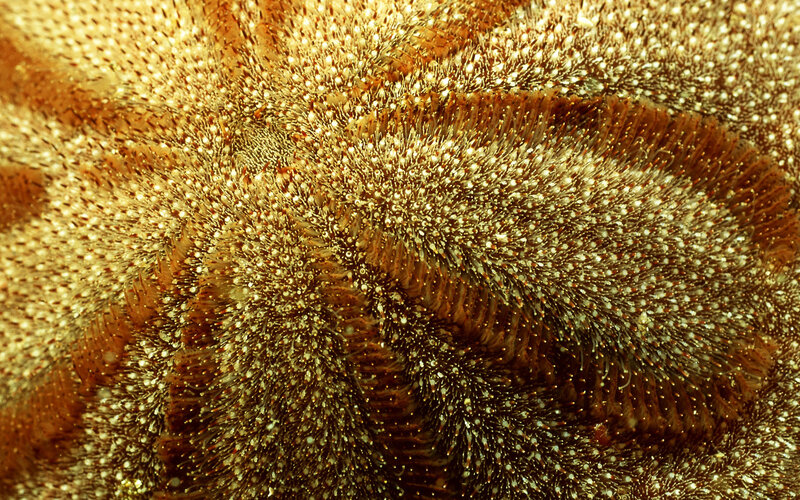 Close-up of a sea anemone