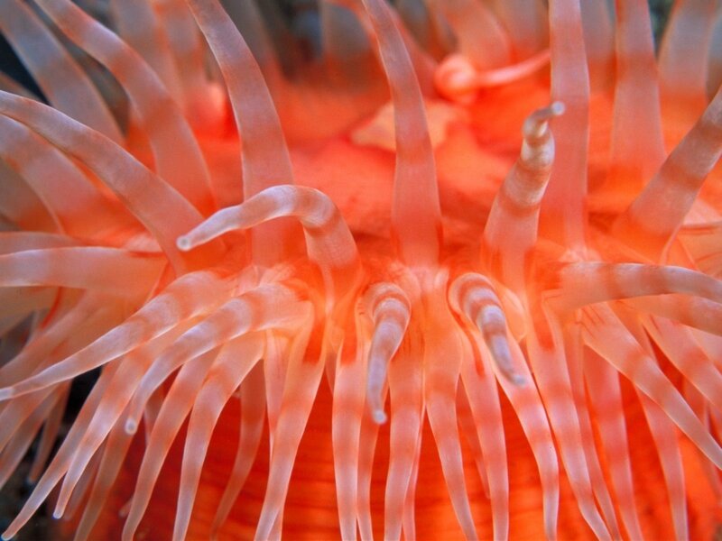 Close-up of a sea anemone