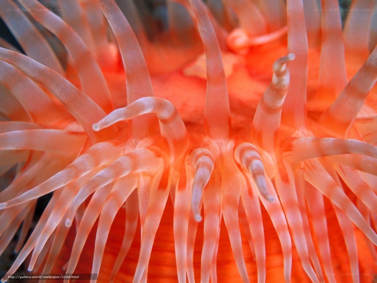 Close-up of a sea anemone