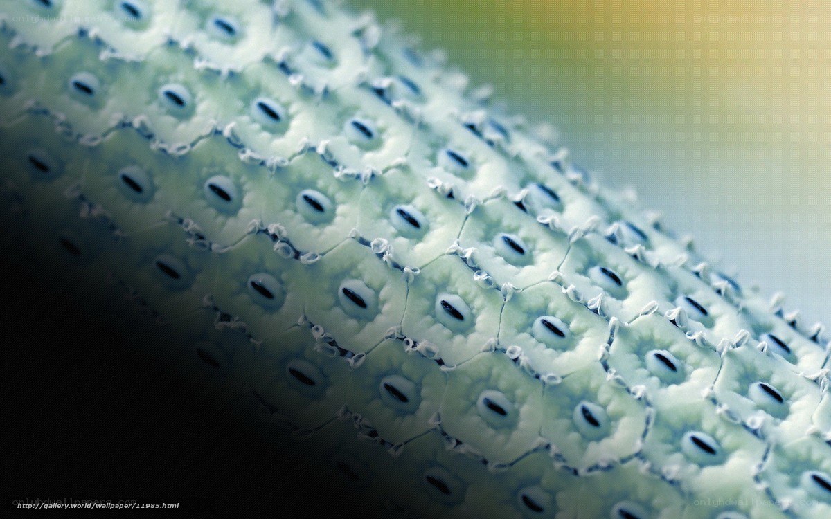 Close-up of a sea creature's eye pattern