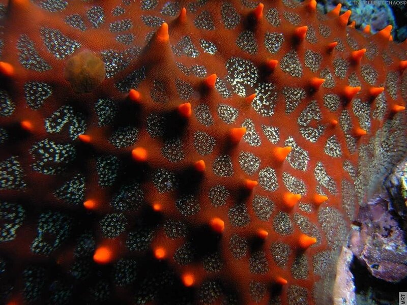 Close-up of a sea cucumber