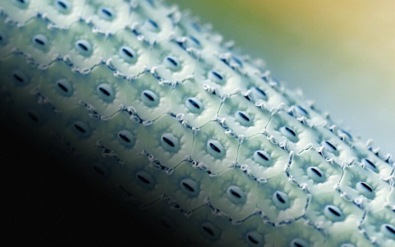 close-up of a sea cucumber