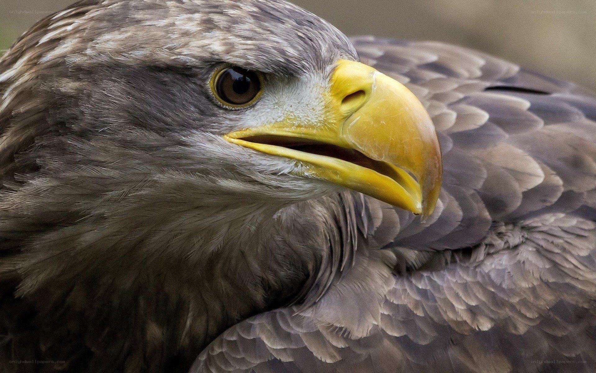 close-up of a sea eagle
