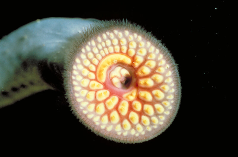 Close-up of a sea lamprey