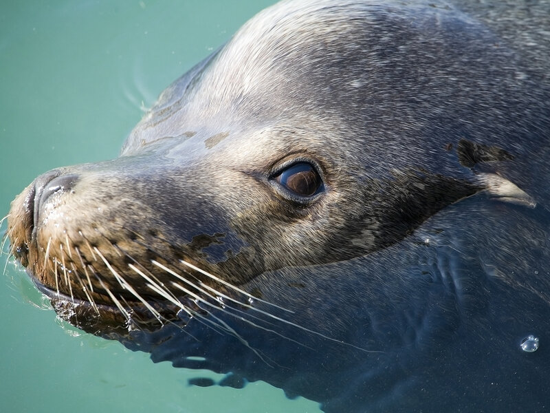 Close-up of a sea lion in water
