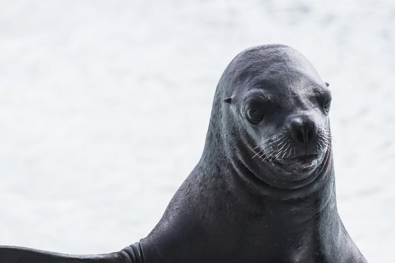 Close-up of a sea lion