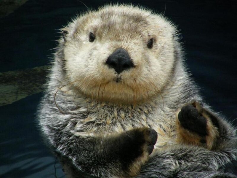 Close-up of a sea otter