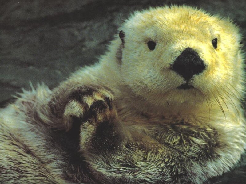 Close-up of a sea otter