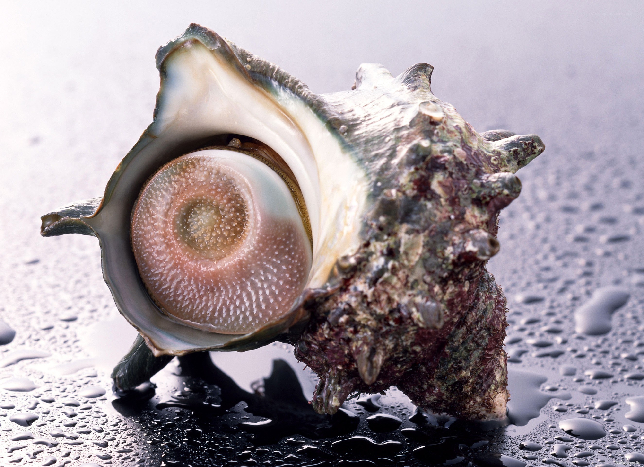 Close-up of a sea shell