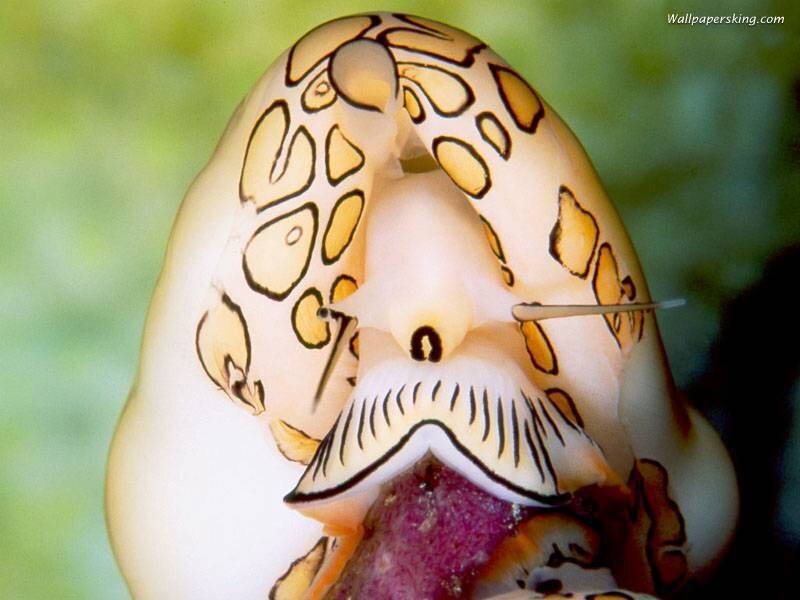 Close-up of a sea slug