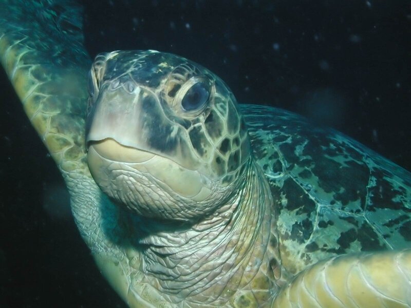 Close-up of a sea turtle