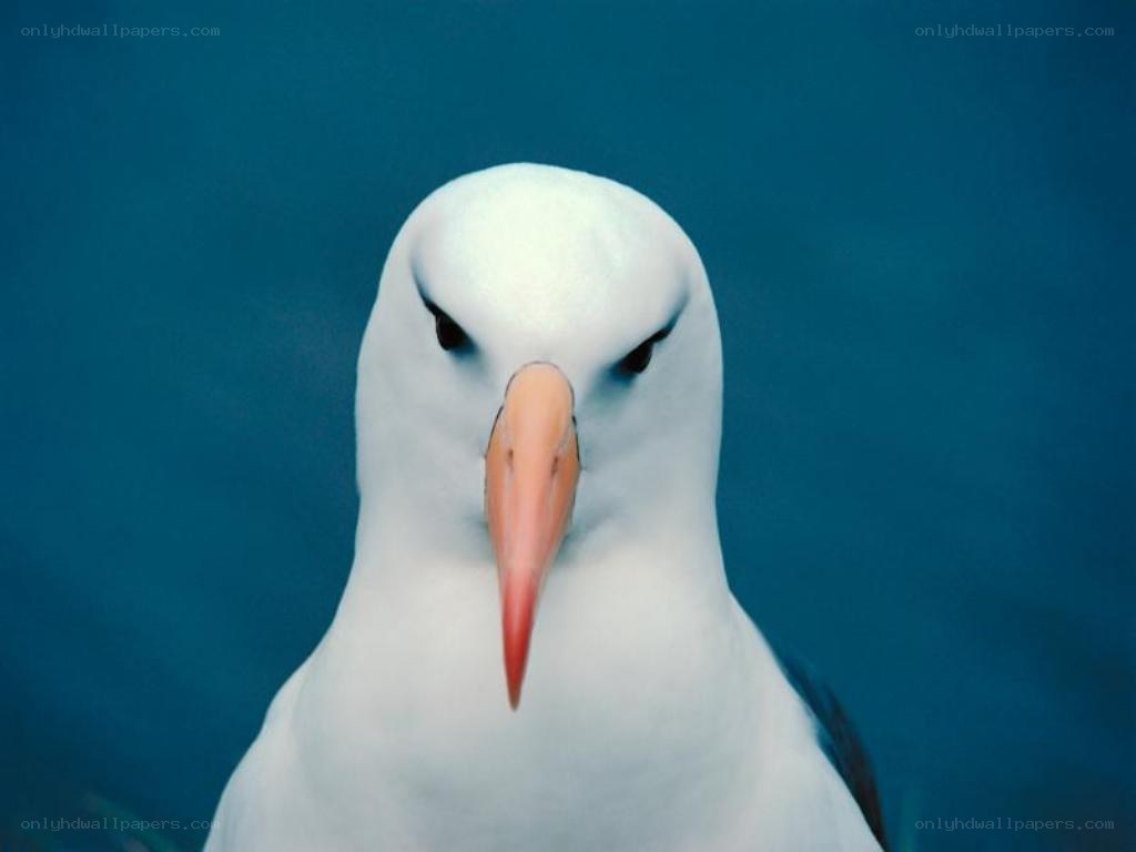 close-up of a seabird