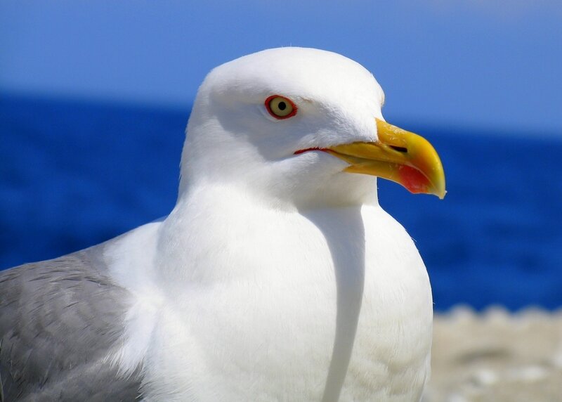 Close-up of a seagull