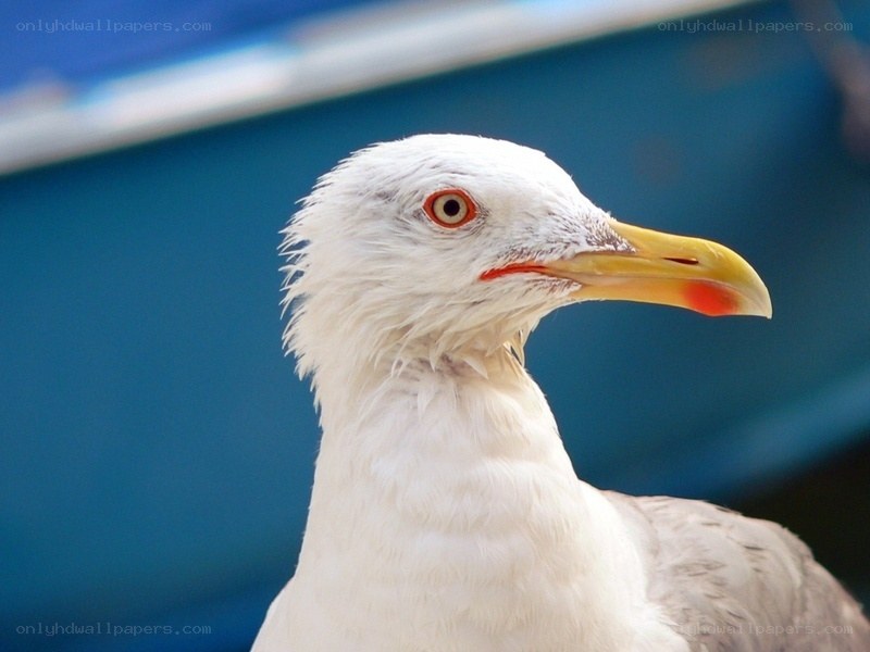 close-up of a seagull