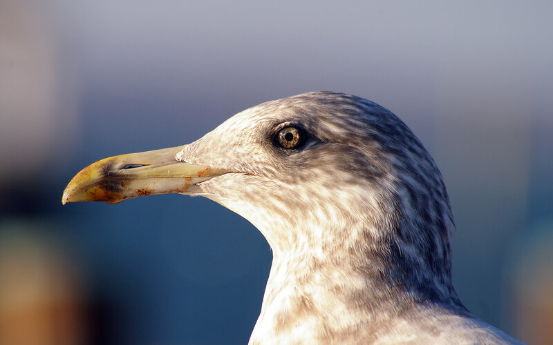 Close-up of a seagull's head