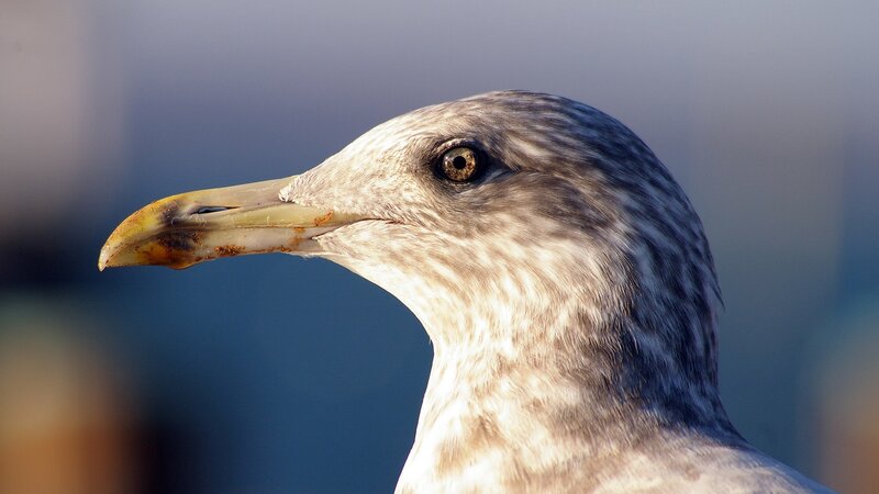 close-up of a seagull's head