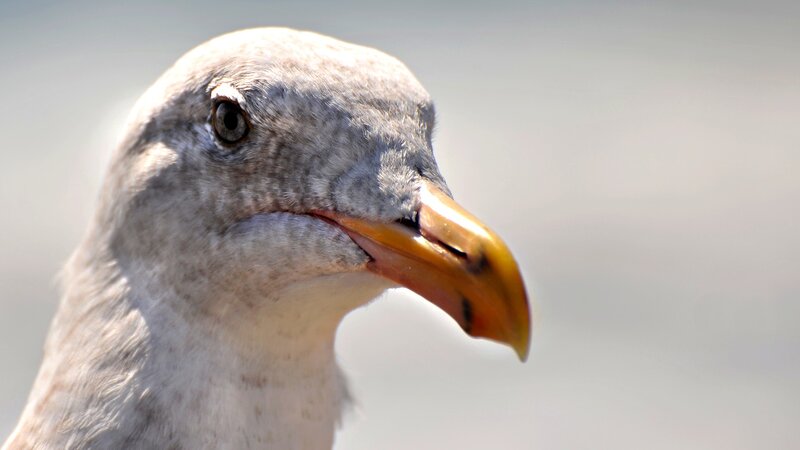 close-up of a seagull's head