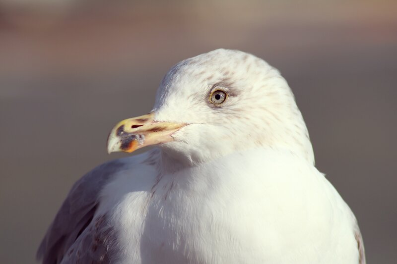 close-up of a seagull
