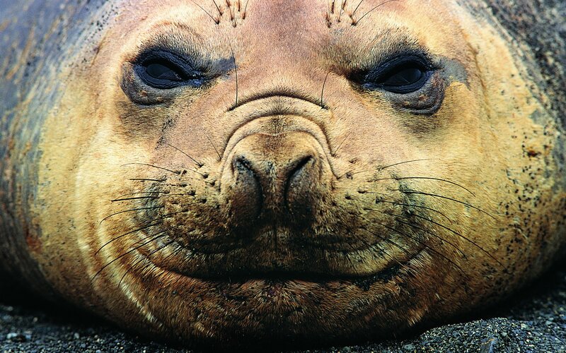 Close-up of a seal's face