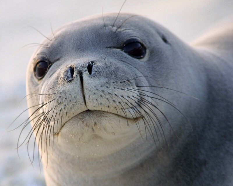 Close-up of a seal's face
