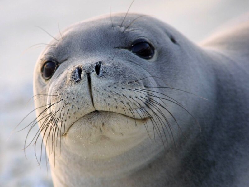Close-up of a seal's face