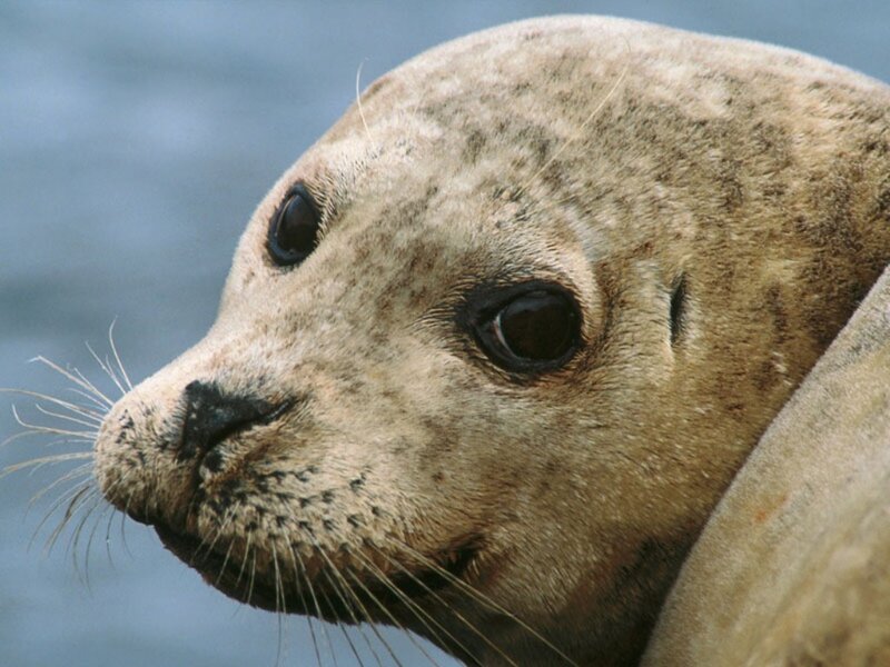 close-up of a seal's head