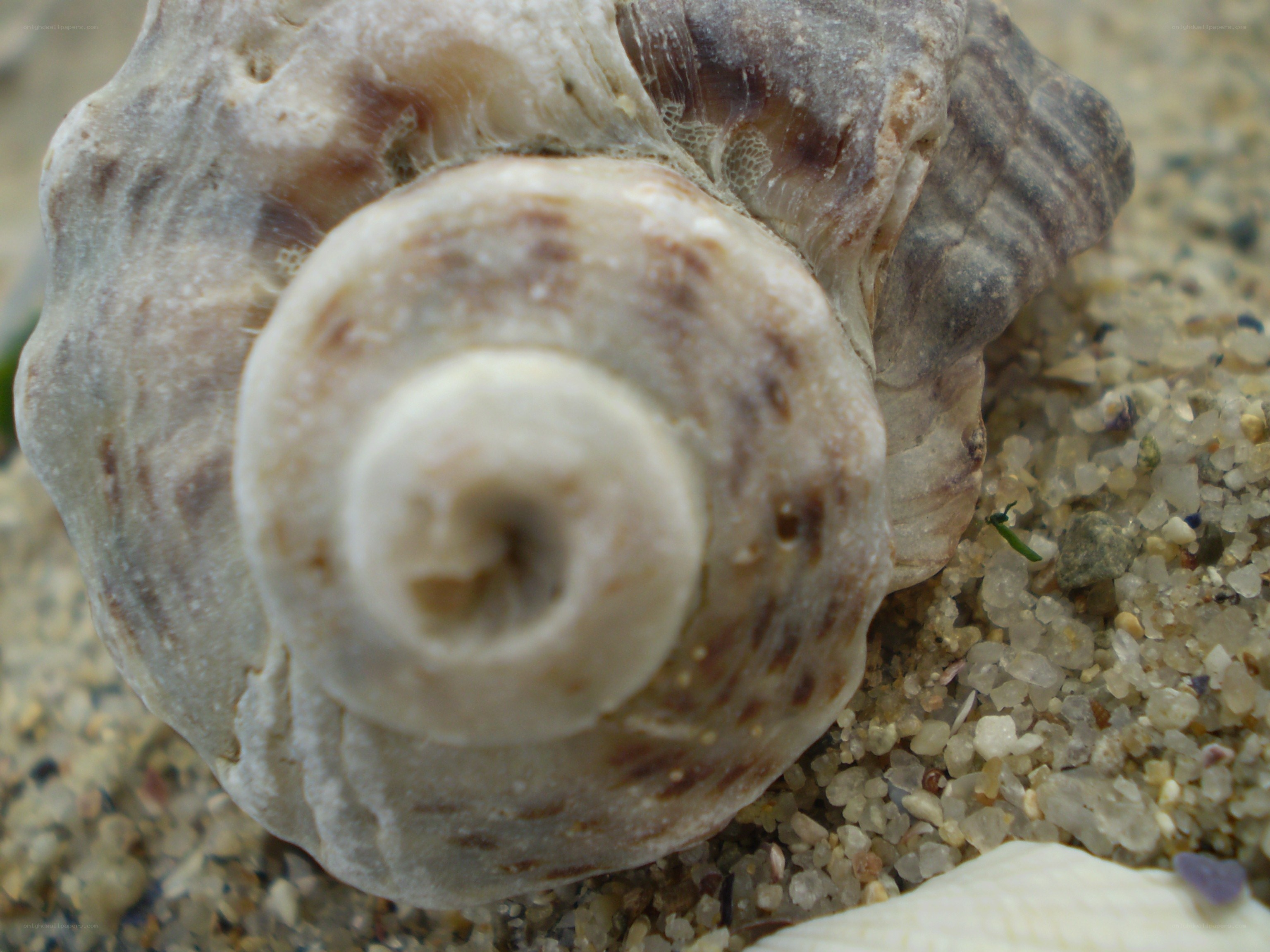 close-up of a seashell
