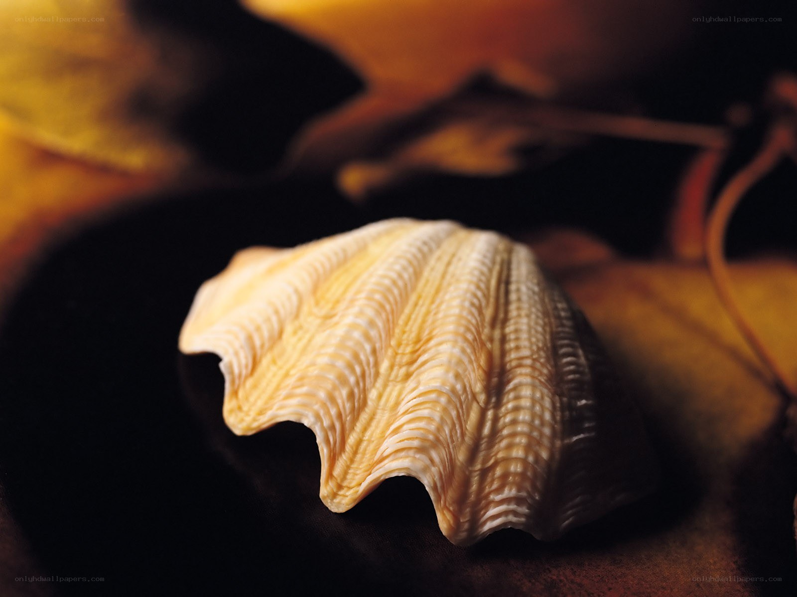 Close-up of a seashell