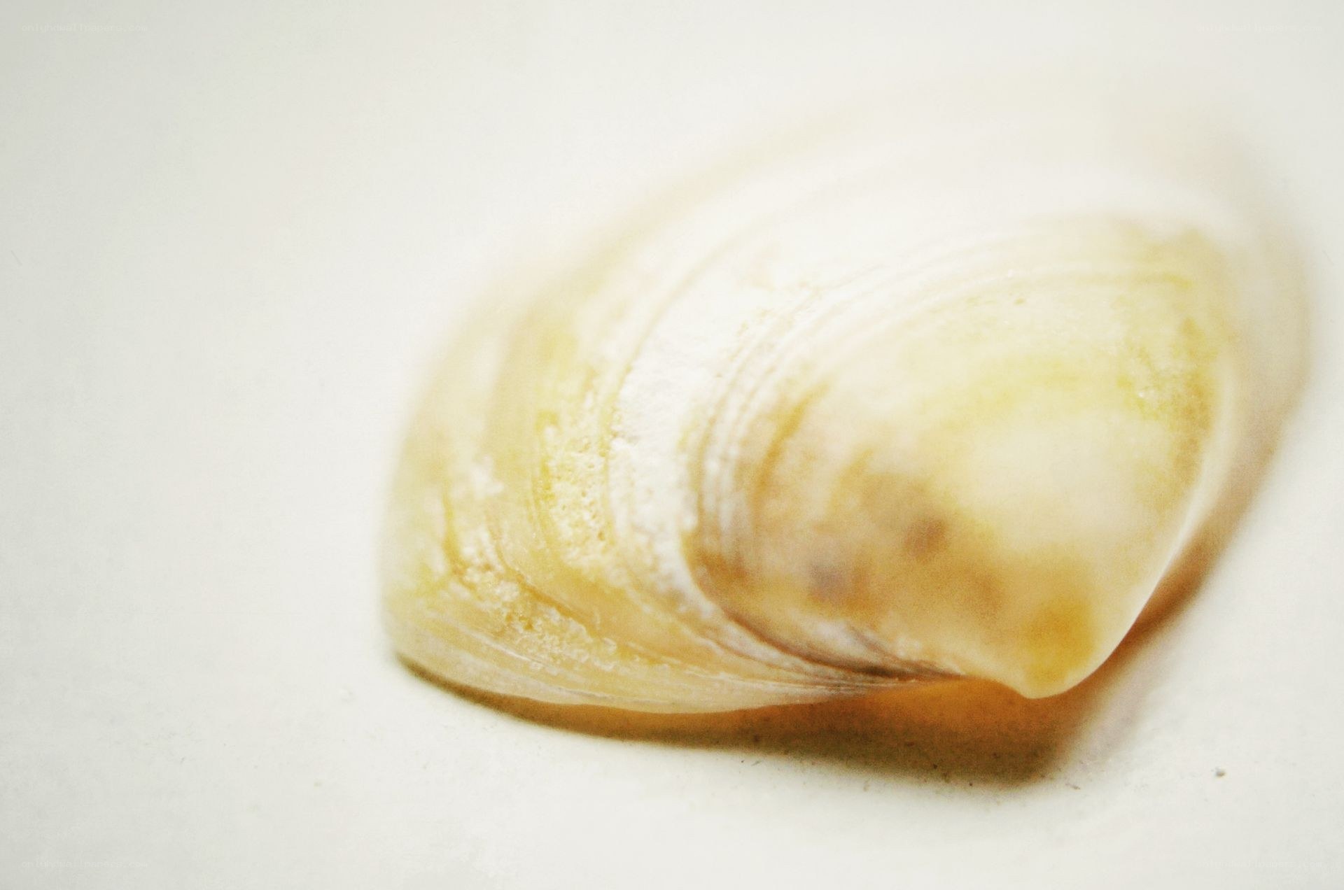 close-up of a seashell