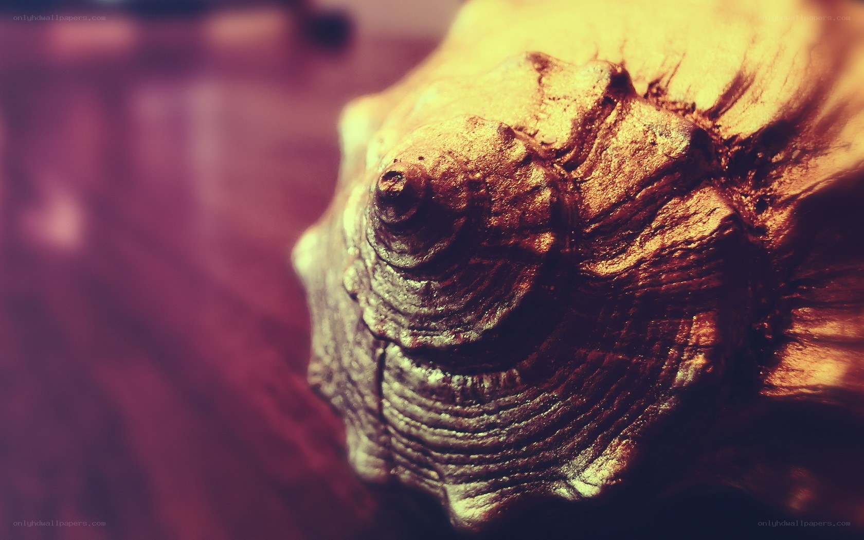 close-up of a seashell