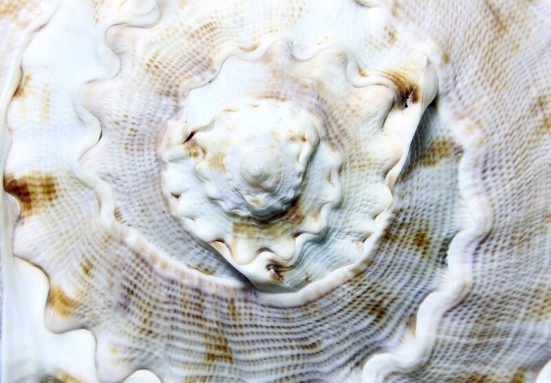 close-up of a seashell