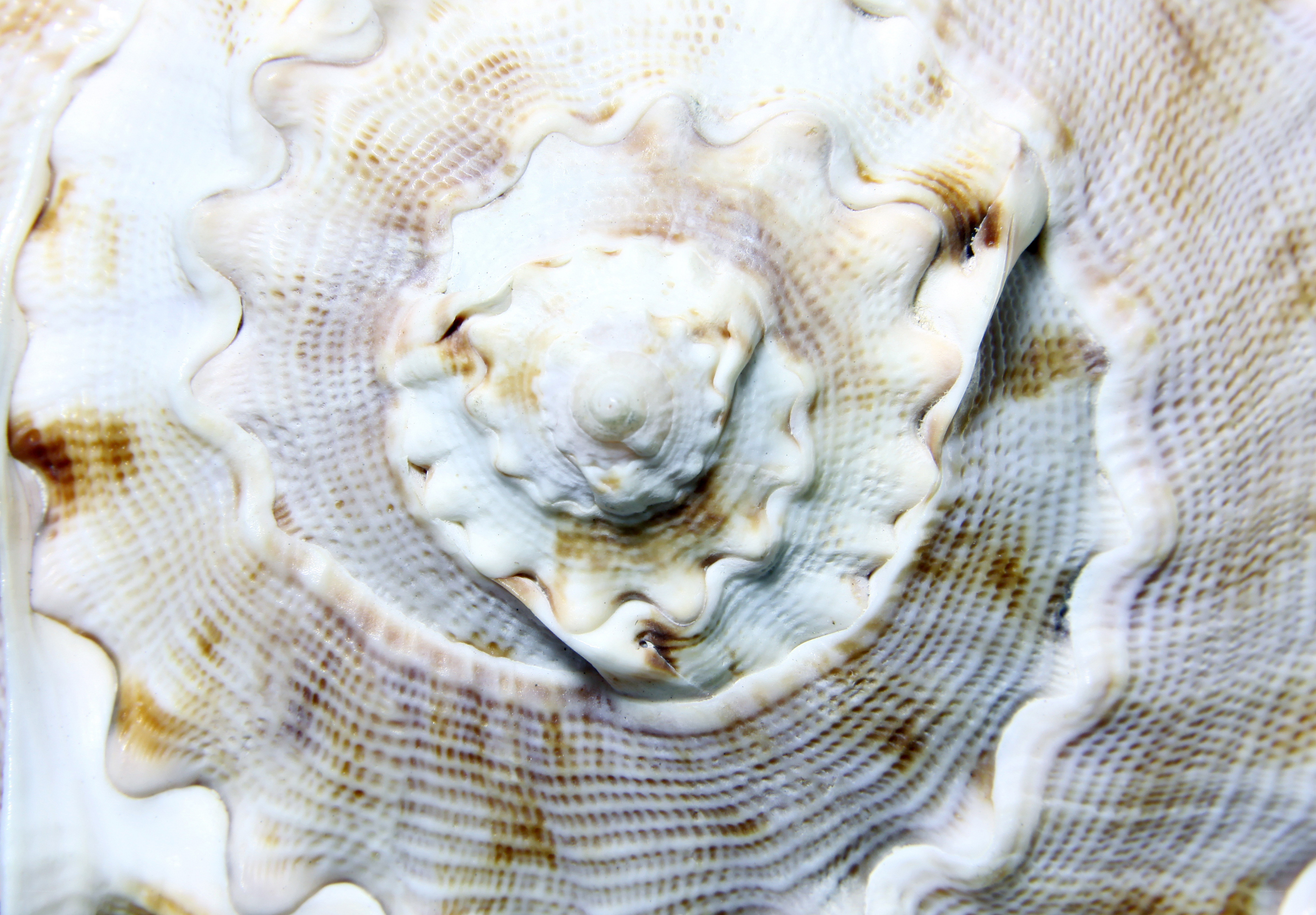 close-up of a seashell