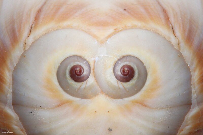 Close-up of a seashell interior