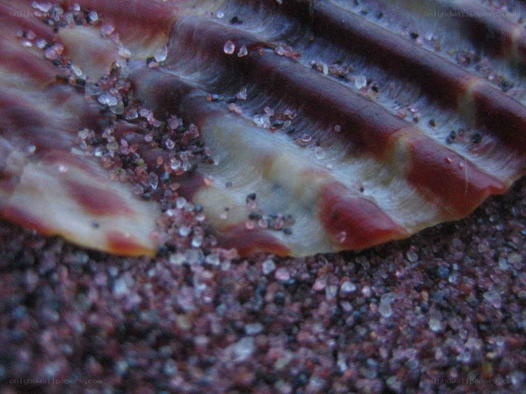 close-up of a seashell