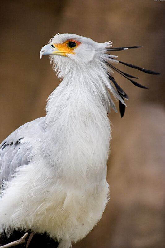 Close-up of a secretary bird