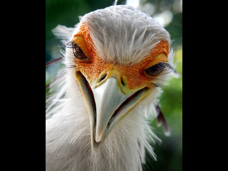Close-up of a Secretary Bird — White