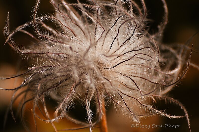 Close-up of a Seed Head — Brown