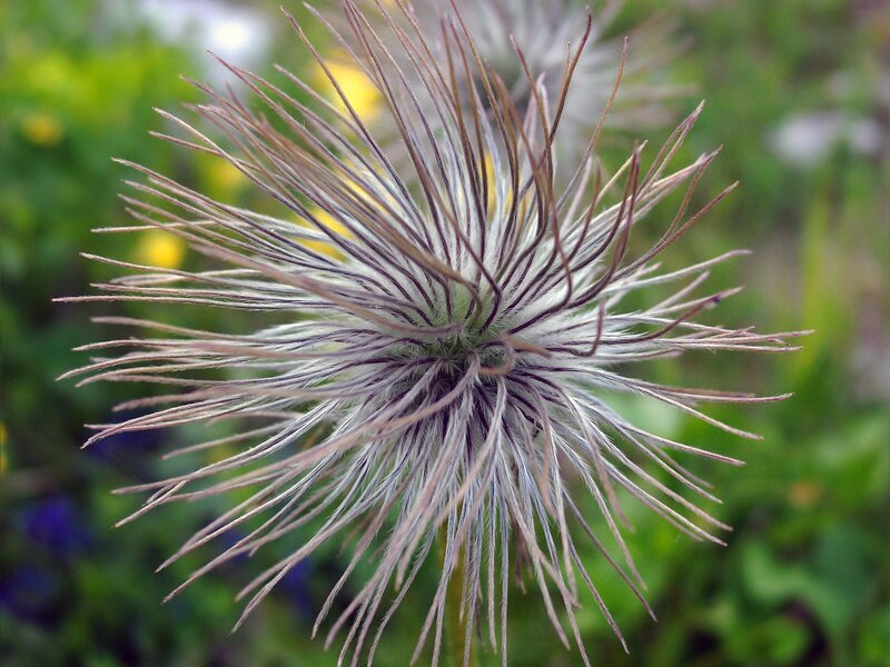close-up of a seed head