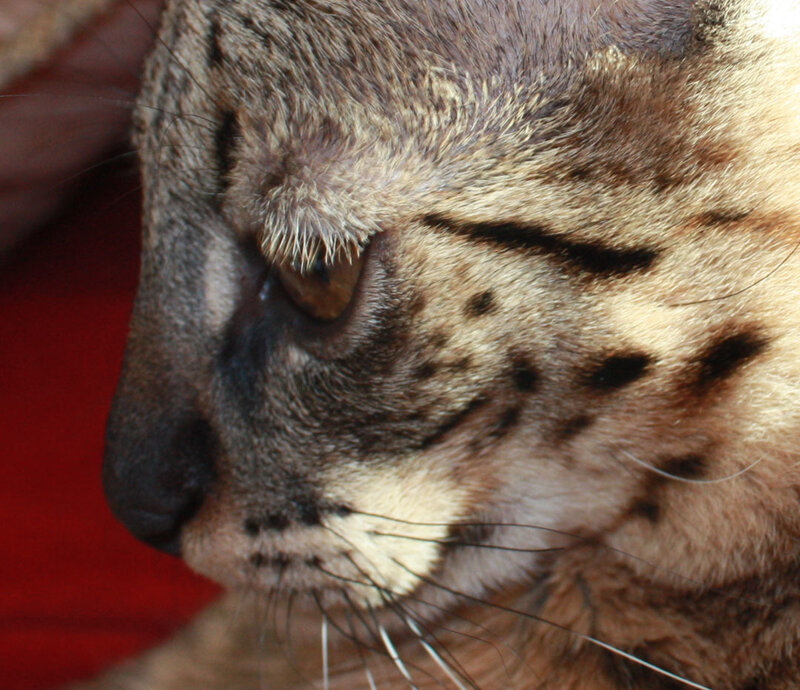 close-up of a serval cat