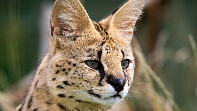 close-up of a serval cat