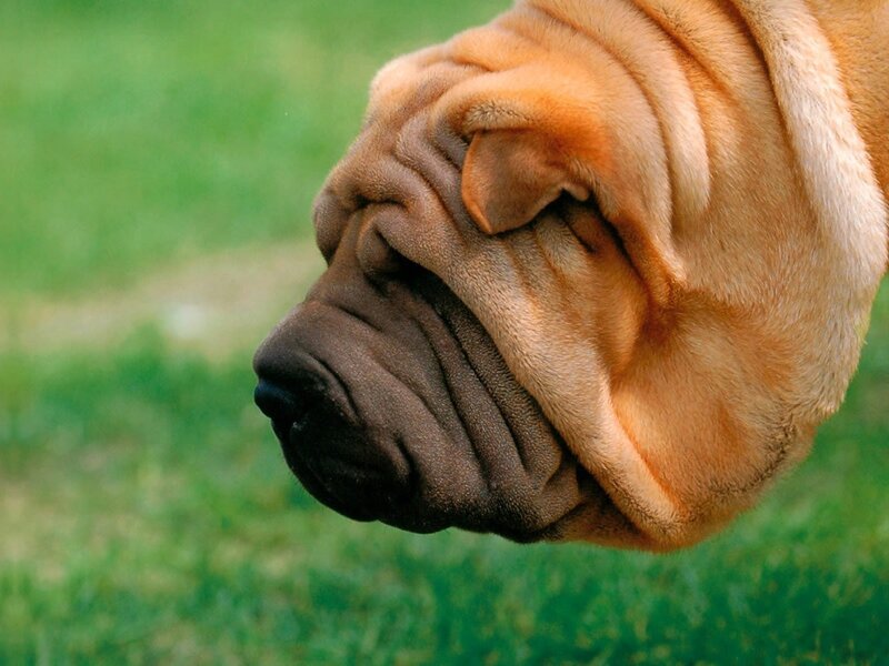 close-up of a shar-pei dog
