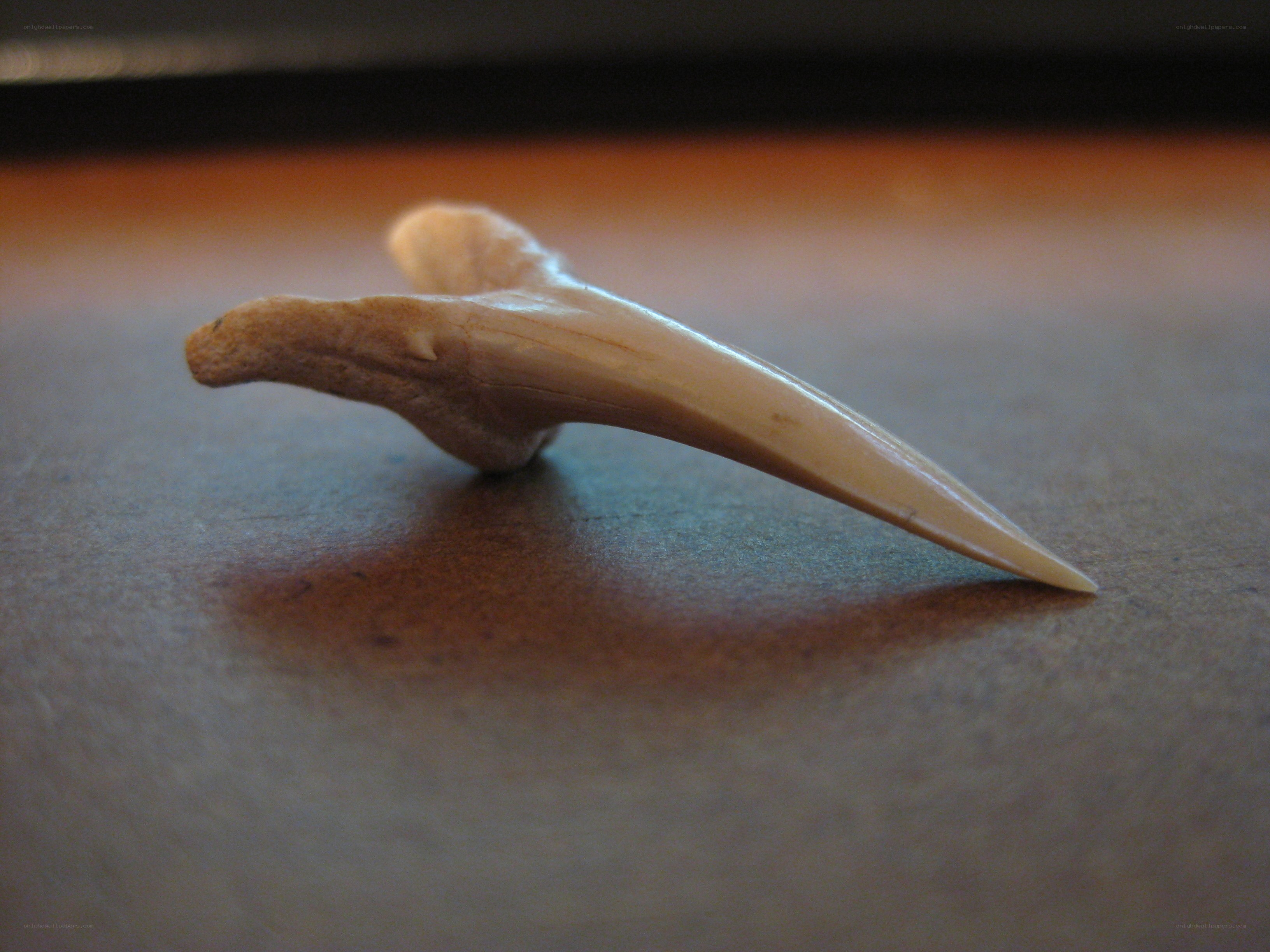 close-up of a shark tooth
