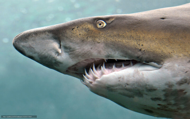 Close-up of a shark underwater