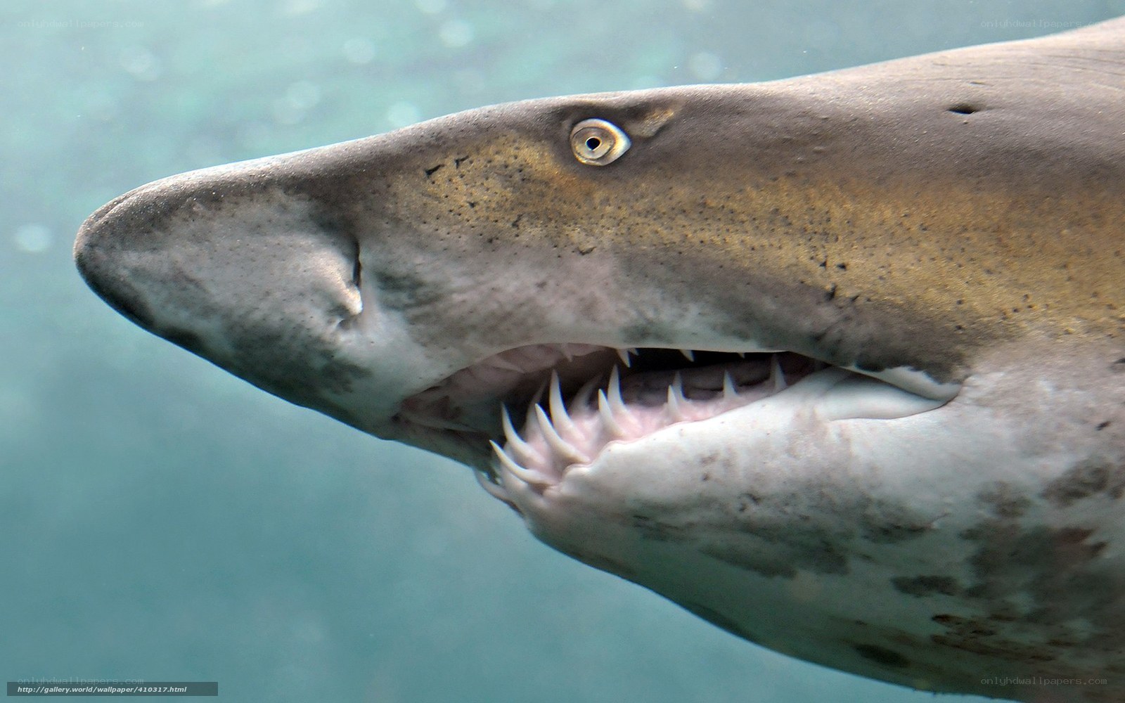 Close-up of a shark underwater