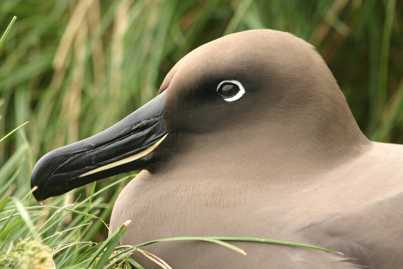 close-up of a shearwater