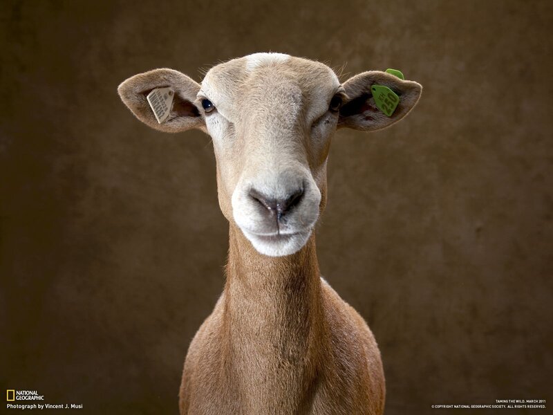 Close-up of a sheep